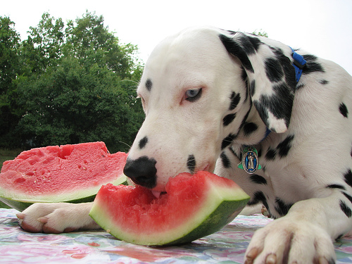 is eating watermelon seeds good for you