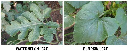 leaves watermelon pumpkin