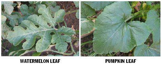 leaves watermelon pumpkin