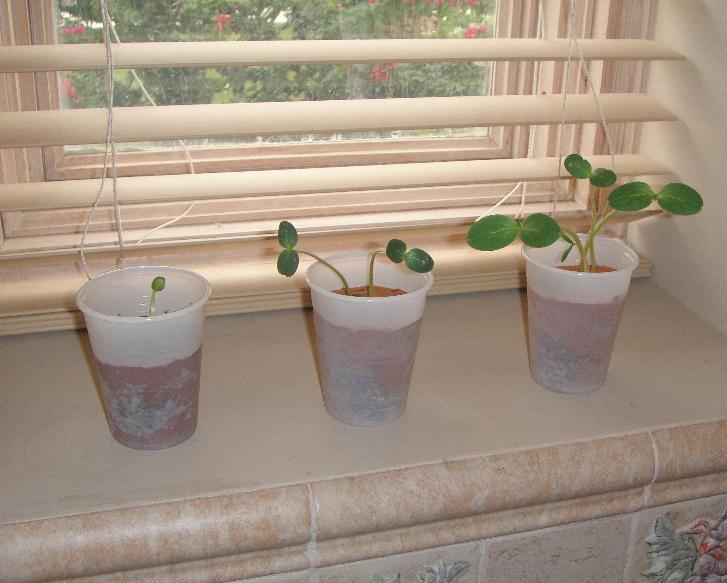 watermelon sprouts