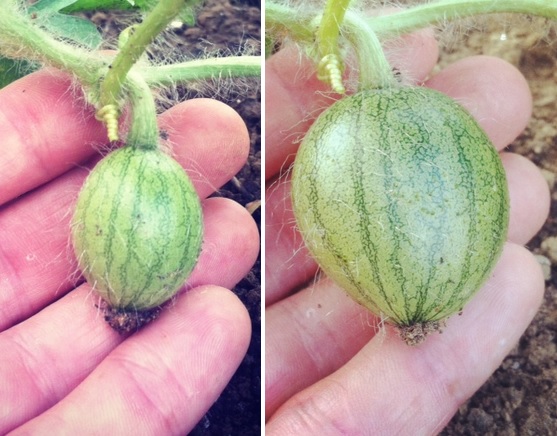 watermelons