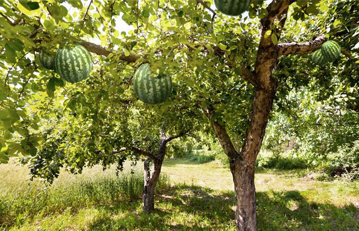 Watermelon tree on sale