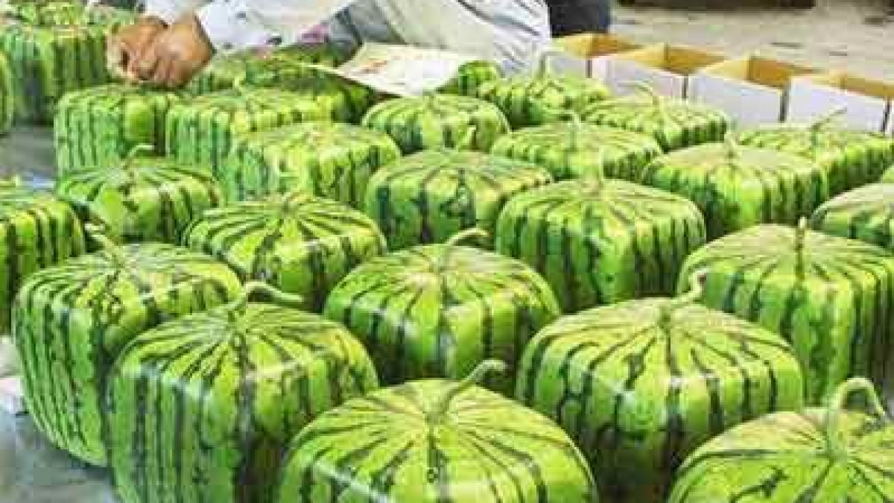 square watermelon