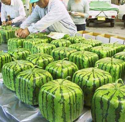 Image result for SQUARE WATERMELONS