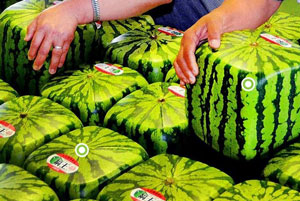 cube-shaped-watermelons