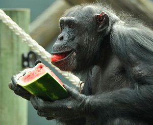 ape-eating-watermelon