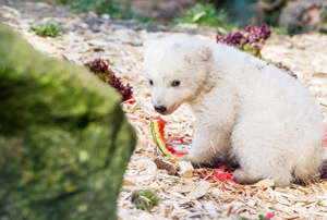 baby-polar-bear-and-watermelon