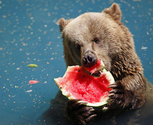 bear-eating-watermelon.jpg