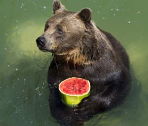 bear-holding-watermelon