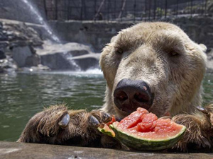 brown-bear-eating-watermelon