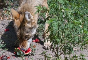 coyote-eating-watermelon