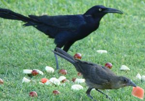 crow-eating-watermelon