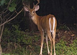 deer-eating-watermelon