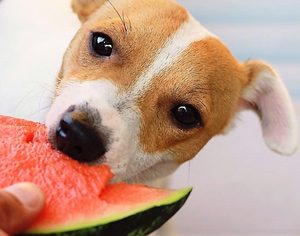 dog-eating-watermelon