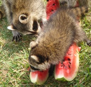 raccoon-earting-watermelon