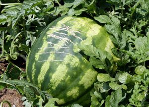 watermelon-damaged-by-animals