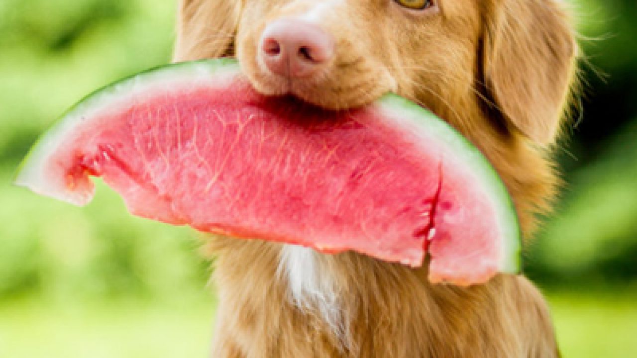Can Dogs Eat Watermelon? The Answer May Surprise You