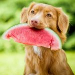 can-dogs-eat-watermelon