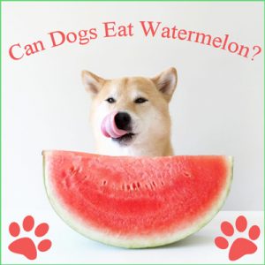 are dogs allowed to eat watermelon