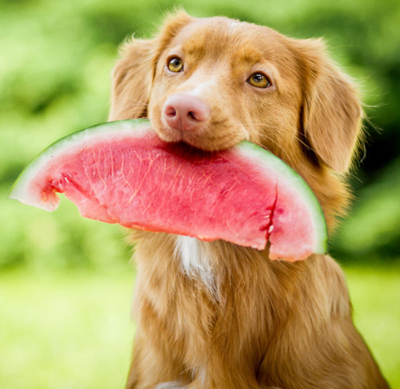 can-dogs-eat-watermelon