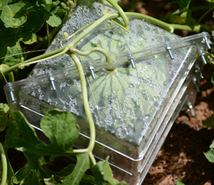cube-watermelon-growing