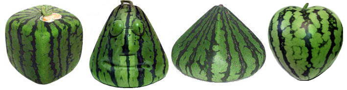 different-shaped-watermelons