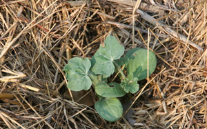 growing-cube-watermelon-at-home