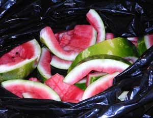 watermelon-in-garbage-bin