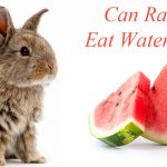 can-rabbits-eat-watermelon