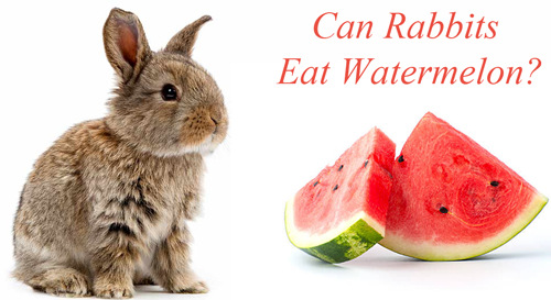 can-rabbits-eat-watermelon