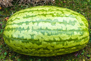 carolina-cross-watermelon-variety