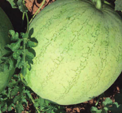 watermelon-grey-bell