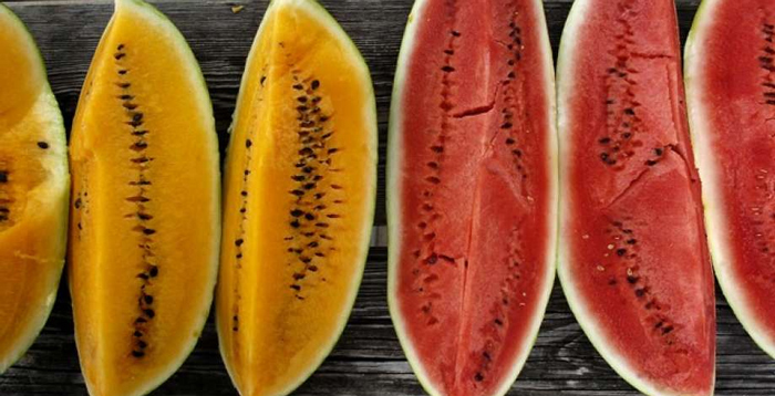 Yellow watermelon