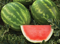 captivation-watermelon