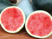 harvest-moon-watermelon
