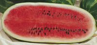 jamboree-watermelon