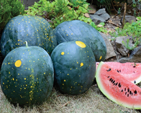 moon-and-stars-watermelon