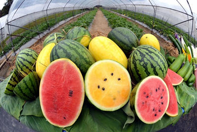 Watermelon Varieties - Common Types and Their Tastes